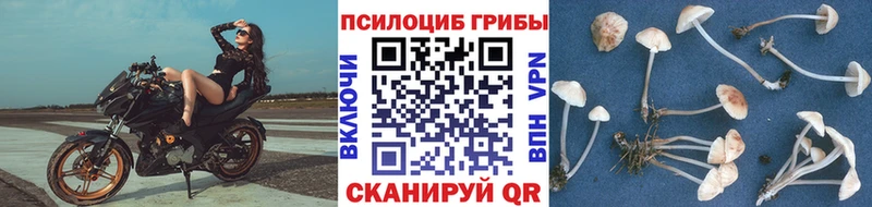 OMG как войти  Лыткарино  Галлюциногенные грибы MAGIC MUSHROOMS 